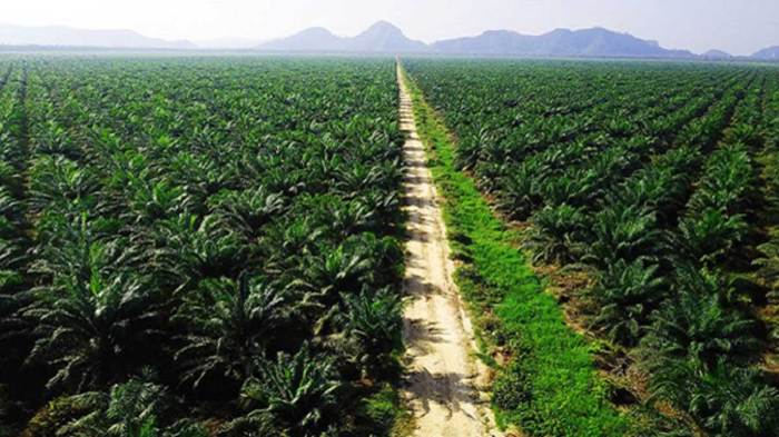 Kelapa Sawit Aset Negara