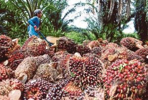 Kelapa Sawit Aset Negara