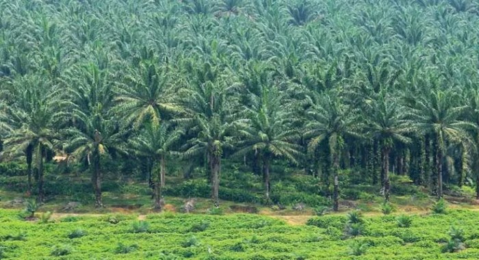 Kelapa Sawit Aset Negara