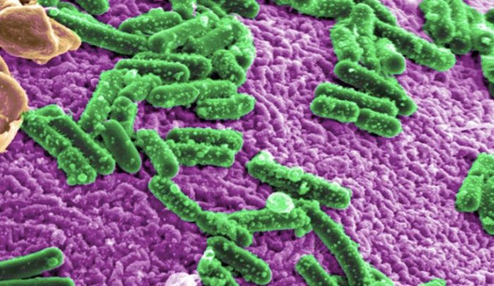 Peran Mikrobioma dalam Kesehatan Tubuh